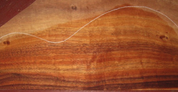 closeup, wetted
set #162-2533